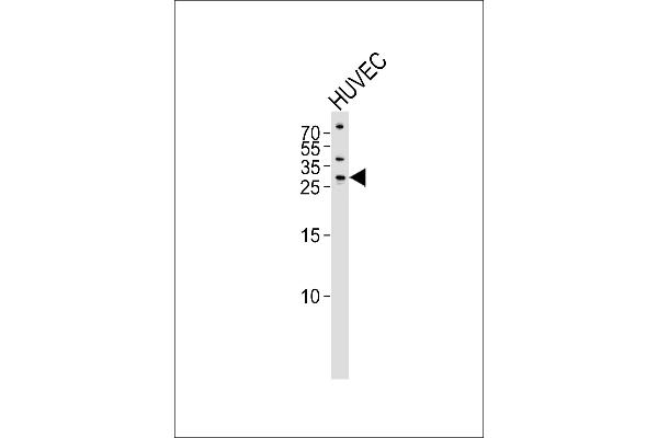 SIX Homeobox 6 antibody