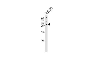 Western blot analysis of lysate from HUVEC cell line,using SIX6 Antibody (ABIN6242057).