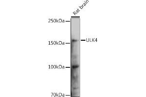 Western blot analysis of extracts of Rat brain, using ULK4 Rabbit pAb (ABIN6132771, ABIN6149925, ABIN6149926 and ABIN6223359) at 1:1000 dilution. (ULK4 antibody  (AA 1-290))