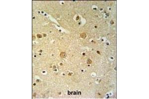 PKHH2 Antibody (C-term) (ABIN653730 and ABIN2843037) IHC analysis in formalin fixed and paraffin embedded brain tissue followed by peroxidase conjugation of the secondary antibody and DAB staining. (PLEKHH2 antibody  (C-Term))
