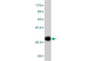 Western Blot detection against Immunogen (32. (EHD2 antibody  (AA 365-427))