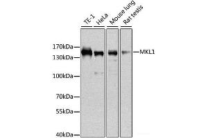 Western blot analysis of extracts of various cell lines using MKL1 Polyclonal Antibody at dilution of 1:1000. (MKL1 antibody)