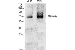 Western Blot analysis of various cells using Desmin Polyclonal Antibody diluted at 1:2000. (Desmin antibody  (AA 390-470))