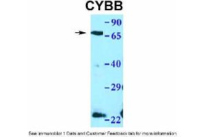WB Suggested Anti-CYBB Antibody Titration: 1. (CYBB antibody  (C-Term))