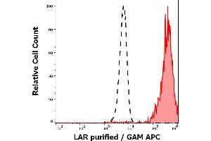 Separation of HeLa cells stained using anti-human LAR (W7C6) purified antibody (concentration in sample 1. (PTPRF antibody)