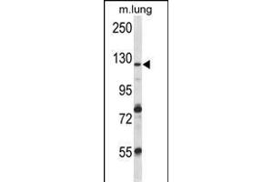 VPS54 Antibody (Center) (ABIN656860 and ABIN2846065) western blot analysis in mouse lung tissue lysates (35 μg/lane). (VPS54 antibody  (AA 465-491))