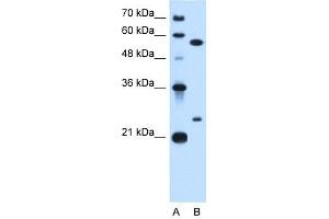 LOC728331 antibody used at 0. (LOC728331 antibody  (N-Term))