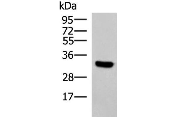 KCTD7 Antikörper