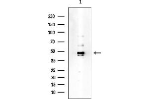 Western blot analysis of lysates from A549 cells(heat-shock treatment), using Cytokeratin 17 Mouse Monoclonal Antibody at 1/1000 dilution.