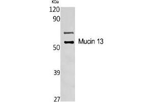 Western Blot analysis of various cells using Mucin 13 Polyclonal Antibody diluted at 1:1000. (MUC13 antibody  (AA 390-470))
