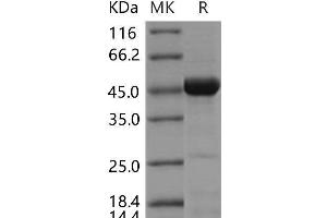 Western Blotting (WB) image for Cell Division Cycle 37 Homolog (S. Cerevisiae) (CDC37) protein (ABIN7195023) (CDC37 Protein)