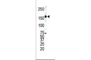 Western Blotting (WB) image for anti-V-Erb-A erythroblastic Leukemia Viral Oncogene Homolog 4 (Avian) (ERBB4) (AA 1276-1308), (C-Term) antibody (ABIN391951)