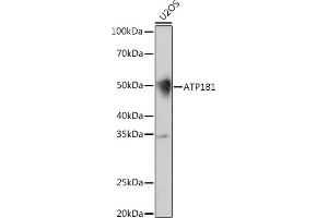 Western blot analysis of extracts of U2OS cells, using B1 Rabbit mAb (ABIN7265772) at 1:1000 dilution. (ATP1B1 antibody)