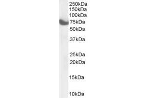 ABIN185335 (1µg/ml) staining of Mouse Brain lysate (35µg protein in RIPA buffer). (ZDHHC17 antibody  (C-Term))