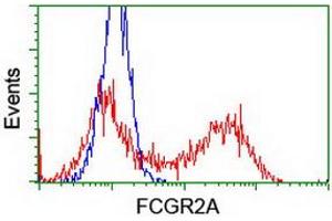 Image no. 5 for anti-Fc gamma RII (CD32) antibody (ABIN1497257) (Fc gamma RII (CD32) antibody)