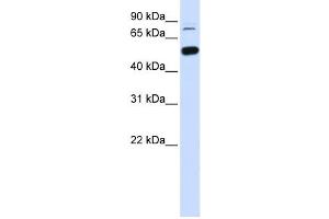 Western Blotting (WB) image for anti-SWI/SNF Related, Matrix Associated, Actin Dependent Regulator of Chromatin, Subfamily D, Member 1 (SMARCD1) antibody (ABIN2460036) (SMARCD1 antibody)