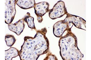 Anti- HSD11B2 antibody, IHC(P) IHC(P): Human Placenta Tissue (HSD11B2 antibody  (C-Term))
