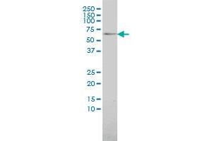 MAP3K7IP1 monoclonal antibody (M01), clone 2G9 Western Blot analysis of MAP3K7IP1 expression in 293 . (TAB1 antibody  (AA 1-504))