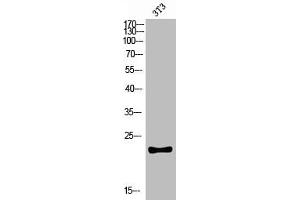 Western blot analysis of 3T3 lysis using CKLF antibody. (CKLF antibody  (C-Term))