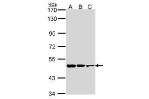 Image no. 1 for anti-Glutamate Decarboxylase 2 (Pancreatic Islets and Brain, 65kDa) (GAD2) (AA 353-556) antibody (ABIN467585) (GAD65 antibody  (AA 353-556))
