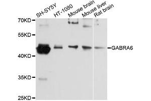 Western blot analysis of extracts of various cell lines, using GABRA6 antibody (ABIN6292938) at 1:3000 dilution. (GABRA6 antibody)