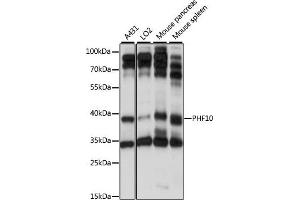 Western blot analysis of extracts of various cell lines, using PHF10 antibody (ABIN7269261) at 1:1000 dilution. (PHF10 antibody  (AA 1-300))