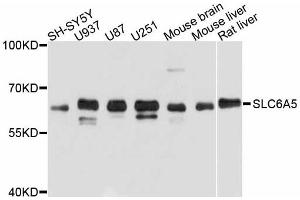 Western blot analysis of extracts of various cell lines, using SLC6A5 antibody. (SLC6A5 antibody)