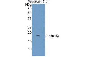 Western Blotting (WB) image for anti-Mitogen-Activated Protein Kinase Kinase 1 Interacting Protein 1 (MAPKSP1) (AA 1-124) antibody (ABIN1859761) (MAPKSP1 antibody  (AA 1-124))