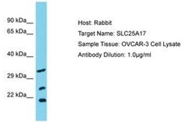 SLC25A17 antibody  (AA 63-112)
