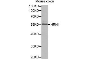 Western Blotting (WB) image for anti-Histamine Receptor H1 (HRH1) antibody (ABIN1680348) (HRH1 antibody)