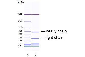 CGE analysis of purified DY-7G2 monoclonal antibody. (ERBB3 antibody)