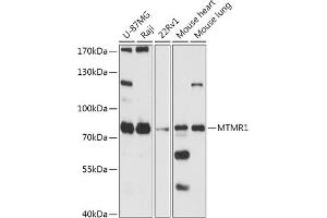 Western blot analysis of extracts of various cell lines, using MTMR1 antibody (ABIN7268763) at 1:1000 dilution. (MTMR1 antibody)