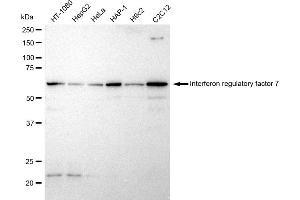 anti-Interferon Regulatory Factor 7 (IRF7) antibody