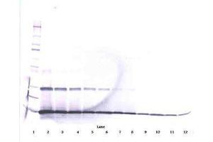 Image no. 2 for anti-Interleukin 9 (IL9) antibody (ABIN465895) (IL-9 antibody)