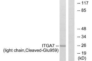 Western blot analysis of extracts from COS-7 cells, treated with etoposide (25uM, 1hour), using ITGA7 (light chain, Cleaved-Glu959) antibody. (ITGA7 antibody  (Cleaved-Glu959))