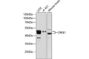 Western blot analysis of extracts of various cell lines, using CREB1 Rabbit pAb (ABIN7266053) at 1:1000 dilution. (CREB1 antibody  (AA 1-341))