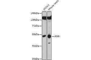 Western blot analysis of extracts of various cell lines, using AMH antibody (ABIN7265629) at 1:500 dilution. (AMH antibody  (AA 20-280))