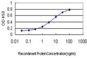 Detection limit for recombinant GST tagged BUB1B is approximately 0. (BUB1B antibody  (AA 1-130))