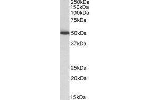 Western blot analysis: ALDH2 antibody staining of Mouse Liver lysate at 0.