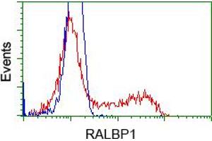 HEK293T cells transfected with either pCMV6-ENTRY RALBP1 (RC201524) (Red) or empty vector control plasmid (Blue) were immunostained with anti-RALBP1 mouse monoclonal (ABIN2453583), and then analyzed by flow cytometry. (RALBP1 antibody)