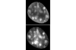 Histone H3. (Histone H3.1 antibody  (AA 21-39))