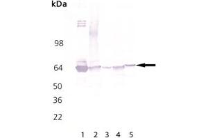 Western Blot Analysis of : Lane 1: HSP60 protein(Human)(recombinant) , Lane 2: HeLa (Heat Shocked) Cell Lysate , Lane 3: PC-12 (Heat Shocked) Cell Lysate , Lane 4: 3T3 (Heat Shocked) Cell Lysate , Lane 5: GPC-16 (Heat Shocked) Cell Lysate (HSPD1 antibody)