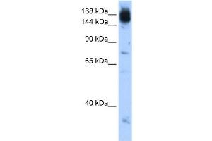 NCAPD2 antibody used at 0. (NCAPD2 antibody  (C-Term))