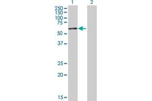 Western Blot analysis of ZNF165 expression in transfected 293T cell line by ZNF165 MaxPab polyclonal antibody. (ZNF165 antibody  (AA 1-485))
