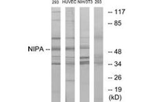 Western blot analysis of extracts from 293/HuvEc/NIH-3T3, using NIPA (Ab-354) Antibody. (ZC3HC1 antibody  (AA 320-369))