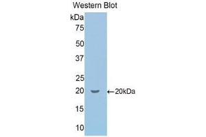 Western Blotting (WB) image for anti-Secretogranin II (SCG2) (AA 430-586) antibody (ABIN1860503) (SCG2 antibody  (AA 430-586))
