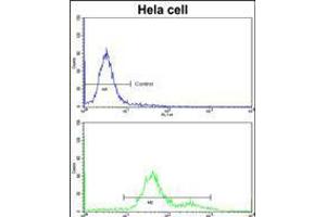 Flow cytometric analysis of hela cells using MCAM Antibody (bottom histogram) compared to a negative control cell (top histogram)FITC-conjugated goat-anti-rabbit secondary antibodies were used for the analysis.