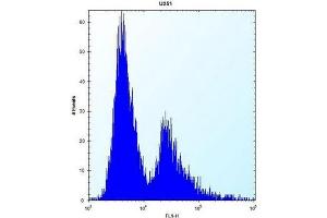 Flow cytometric analysis of U251 cells using PLOD1 / PLOD Antibody (N-term) Cat. (PLOD1 antibody  (N-Term))