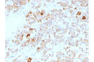 Formalin-fixed, paraffin-embedded human Pituitary stained with LH alpha Mouse Monoclonal Antibody (LHa/756).