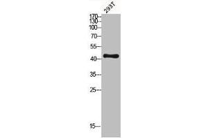 Western blot analysis of 293T lysis using MKP-1/2 antibody. (MKP-1/2 antibody)